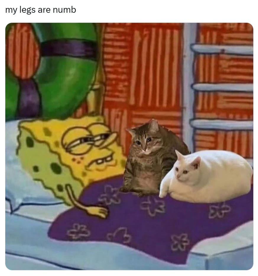 Funny cat meme of two cats lying on SpongeBob.