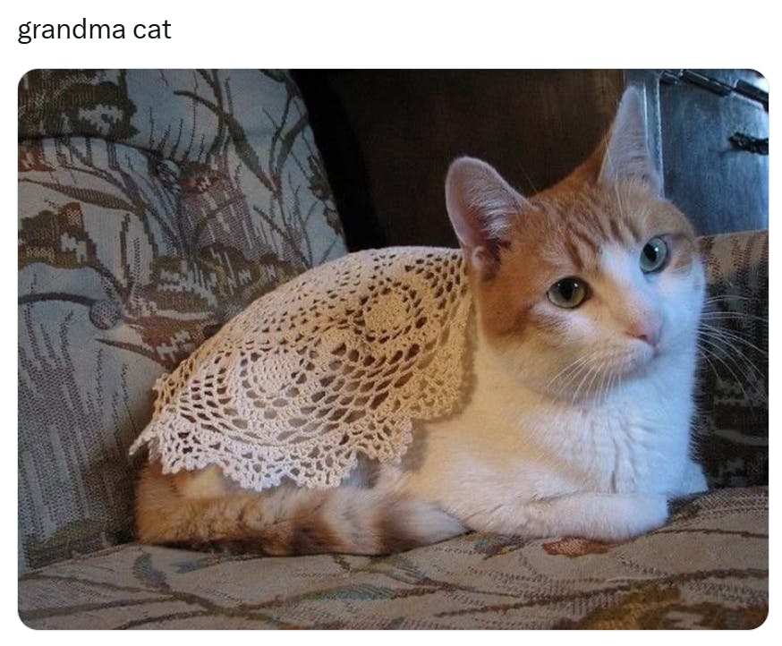 Funny cat meme, grandma cat wearing a doily.