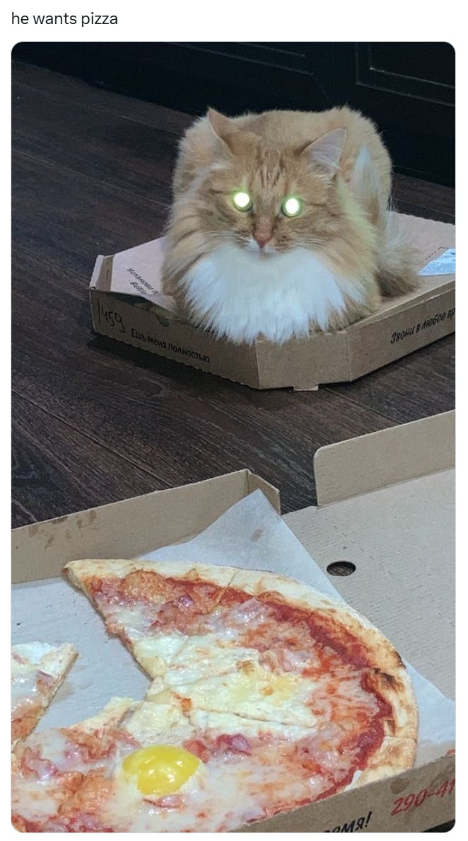 Funny cat meme, he wants pizza.