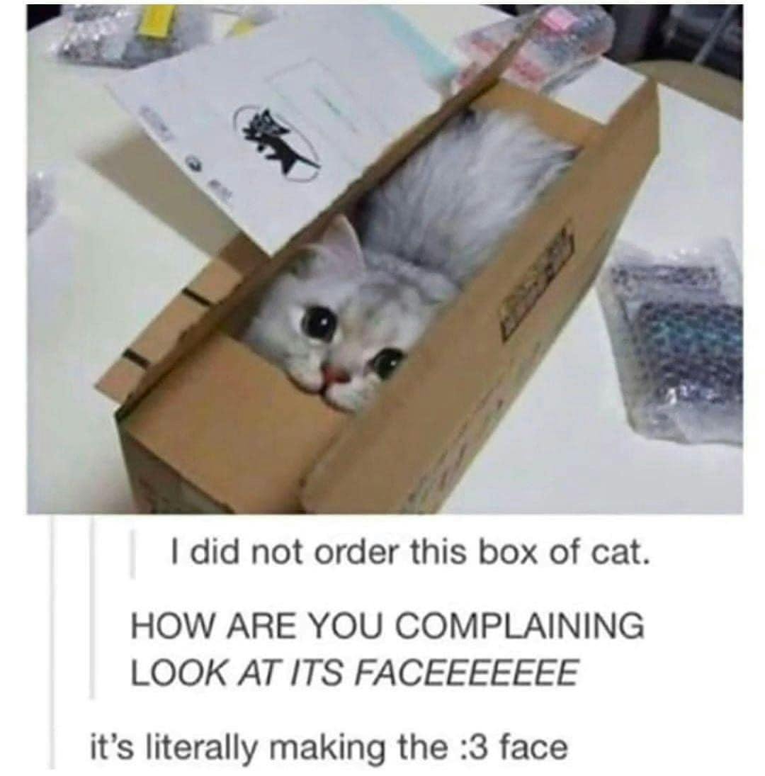 Photo of a grey cat in a narrow package. Text reads, 'I did not order this box of cat.' 'HOW ARE YOU COMPLAINING LOOK AT ITS FACEEEEE' and finally 'it's literally making the :3 face.'