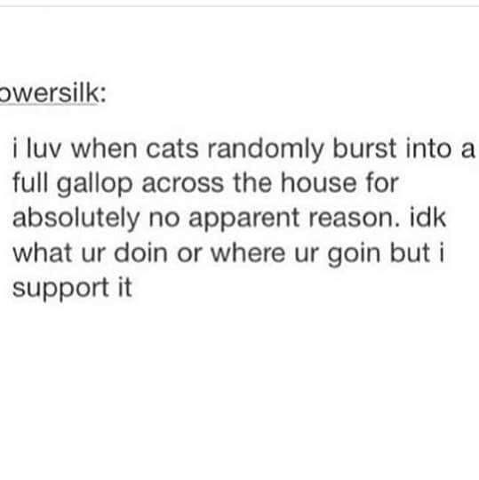 Text post that reads, 'i luv when cats randomly burst into a full gallop across the house for absolutely no apparent reason. idk what ur doin or where ur goin but i support it.'