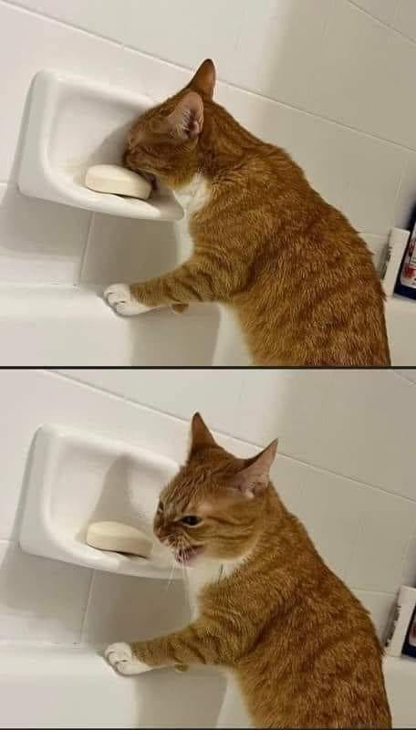 An orange cat trying to eat a bar of soap and then showing a disgusted face when it tastes it.