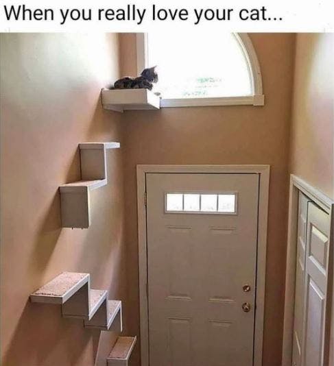 Photo of shelf stairs on a wall made specifically for a cat, who is lying down on the top shelf to look out the window above the front door. Text reads, 'When you really love your cat...'