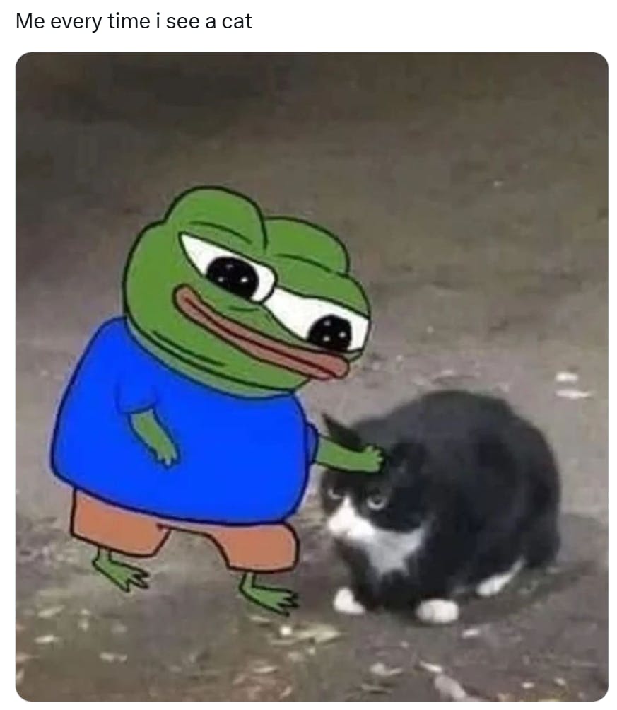 Funny cat meme, me every time I see a cat.