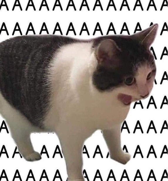 Funny cat meme of a screaming cat.