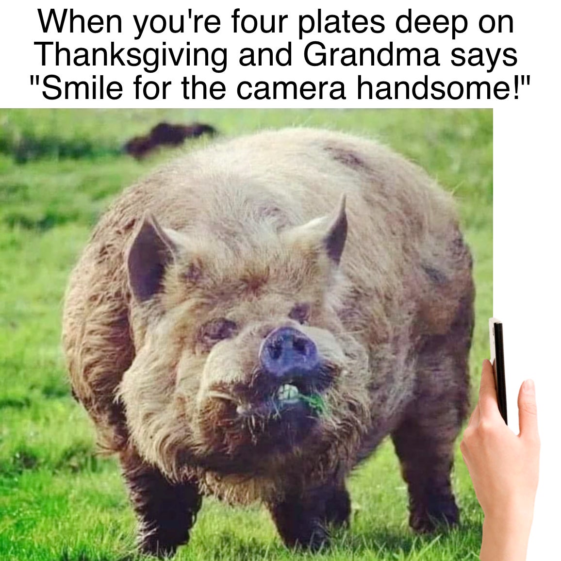 Funny Thanksgiving meme that reads, 'When you're four plates deep on Thanksgiving and Grandma says 'Smile for the camera handsome!'' with a picture of a fluffy pig.