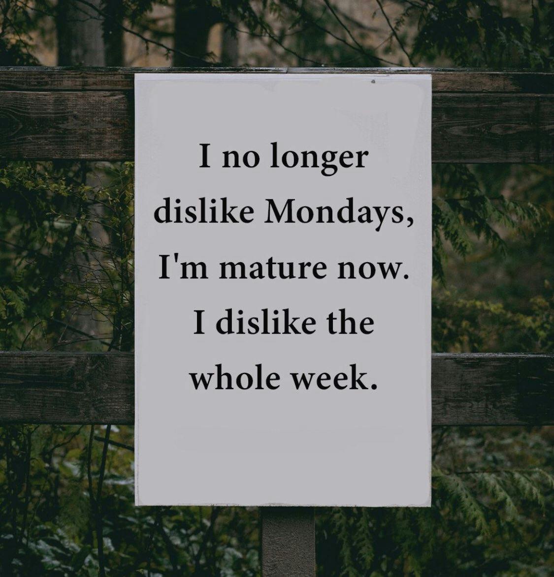 Monday meme that reads, 'I no longer dislike Mondays, I'm mature now. I dislike the whole week.'