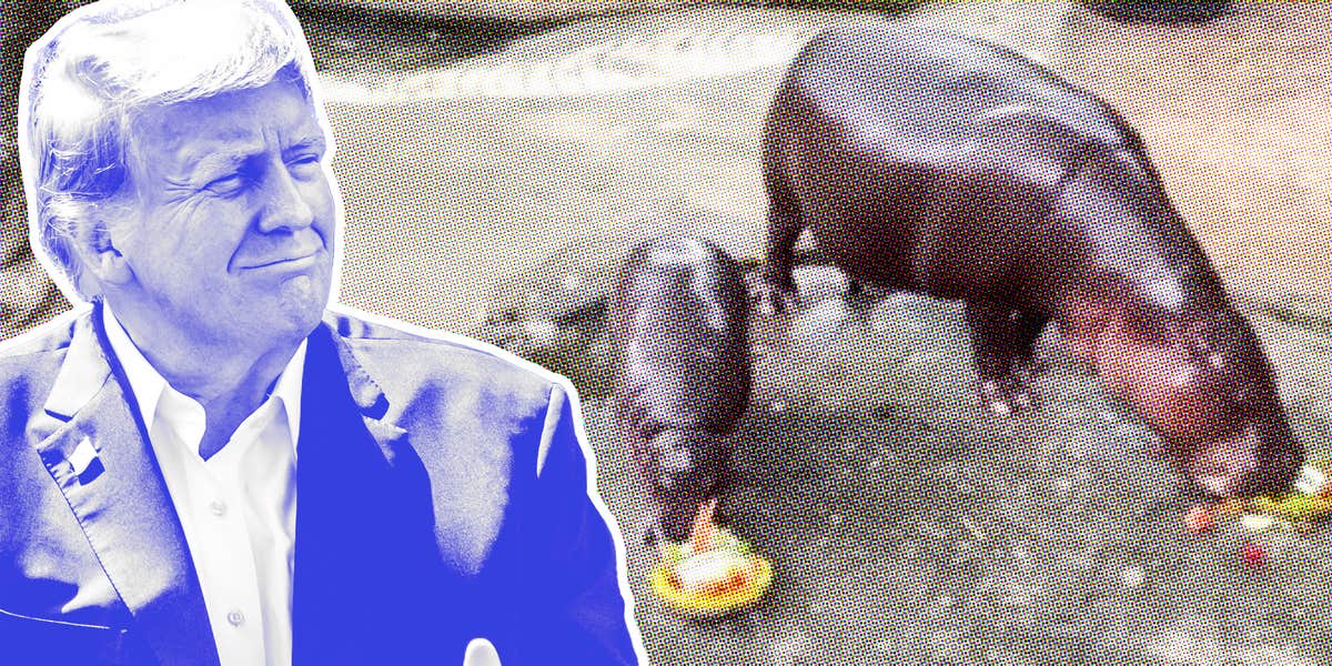 Moo Deng correctly predicted a Trump victory—now liberals want to cancel her