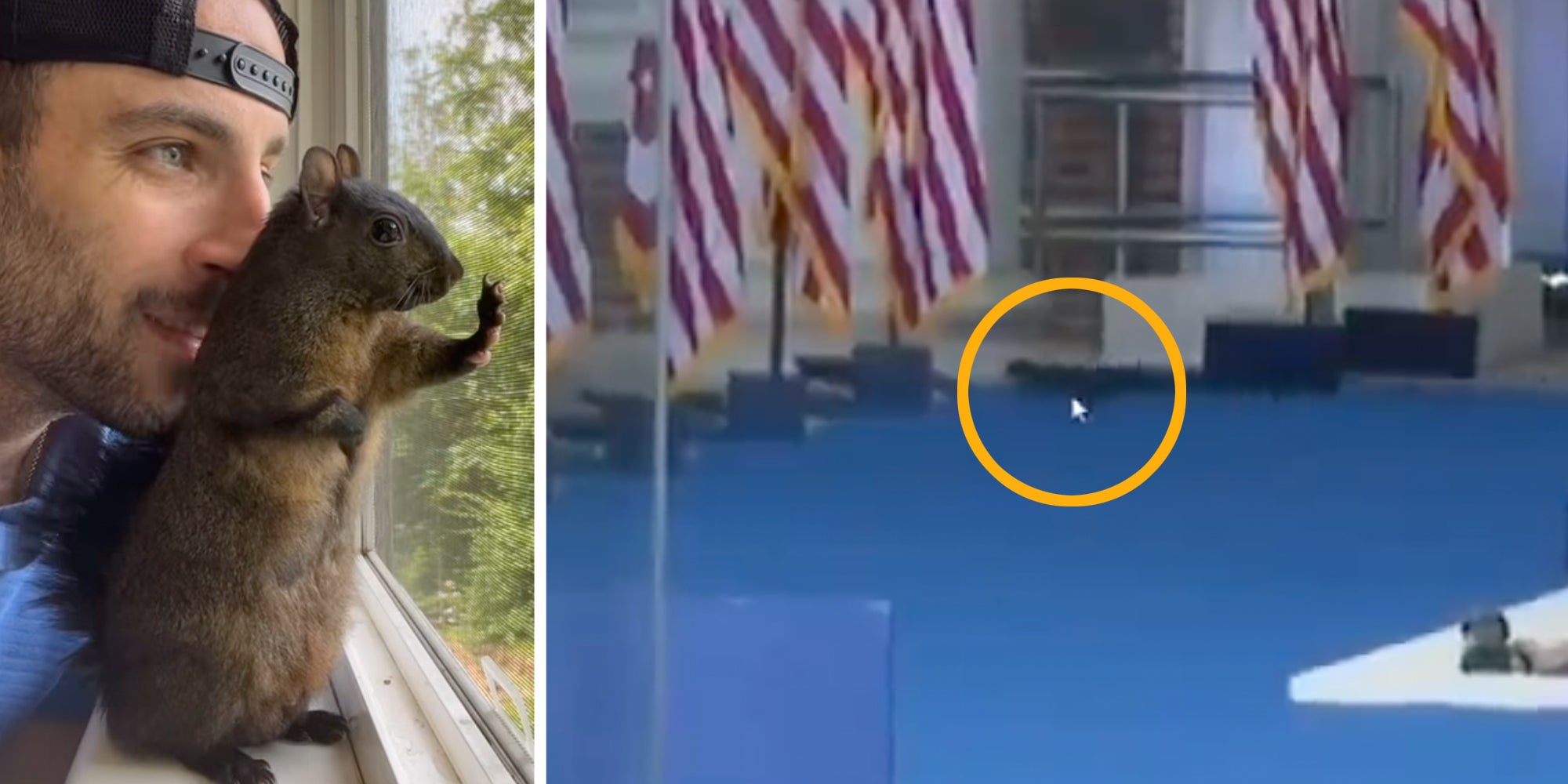 Man kissing Peanut the Squirrel(l), Screenshot of squirrel running across a stage(r)