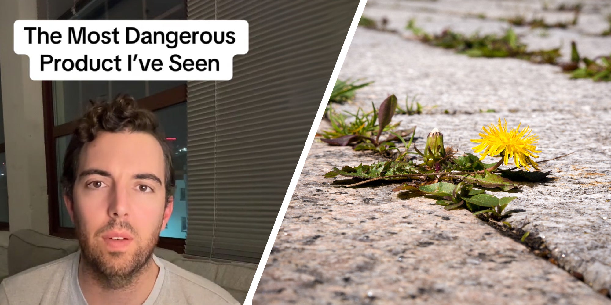 2 panel image - a person on the left with text over that read, 'The Most Dangerous Product I've Seen'. On the right a dandelion flower grows between cement slabs.