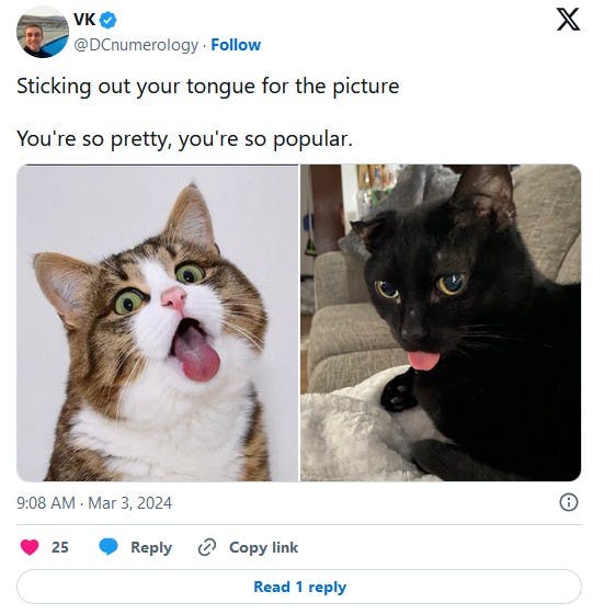 cat sticking out your tongue for the picture