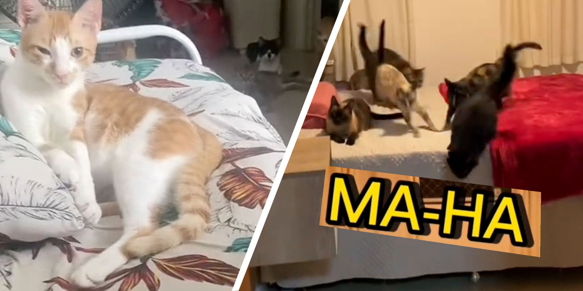 two panel design with a cat lounging but looking at the camera, next to an image of a group of cats that are heading toward the viewer, with text reading 'MA-HA' over the top
