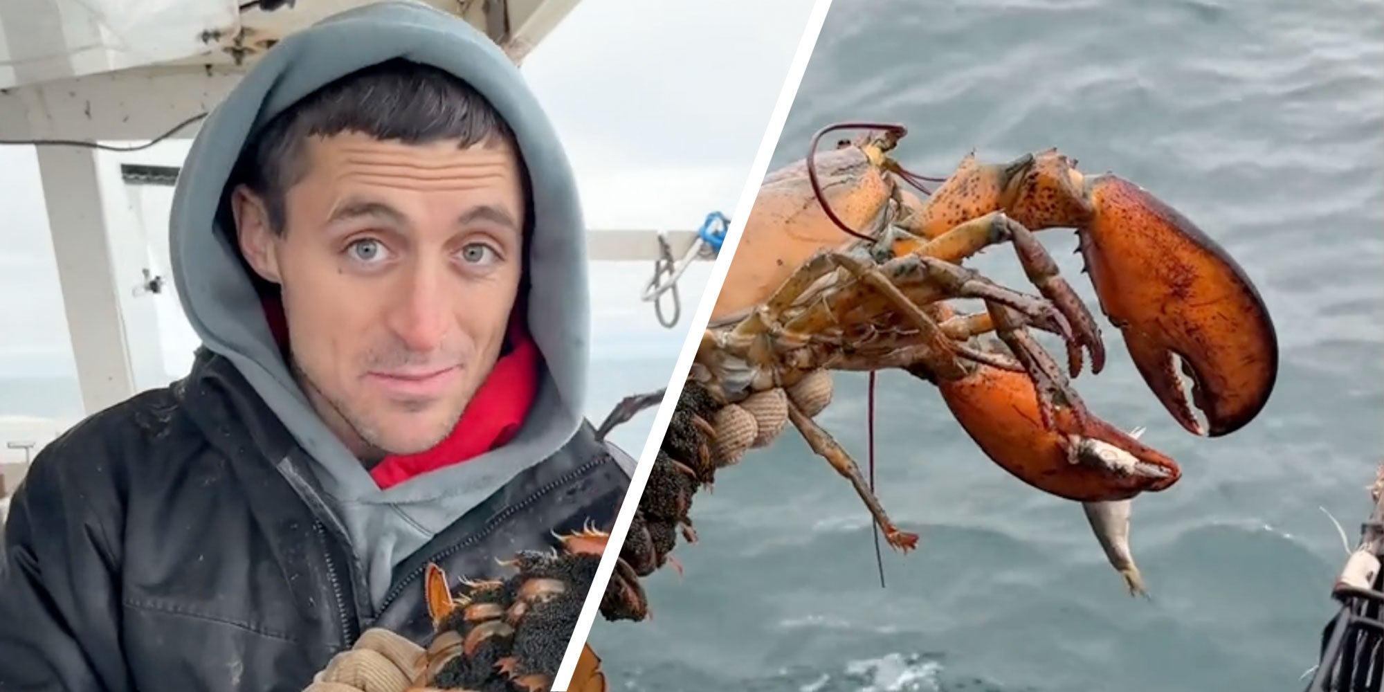 two panel design with a fisherman holding up a lobster and looking in the camera in a smirk, next to an image of a Lobster