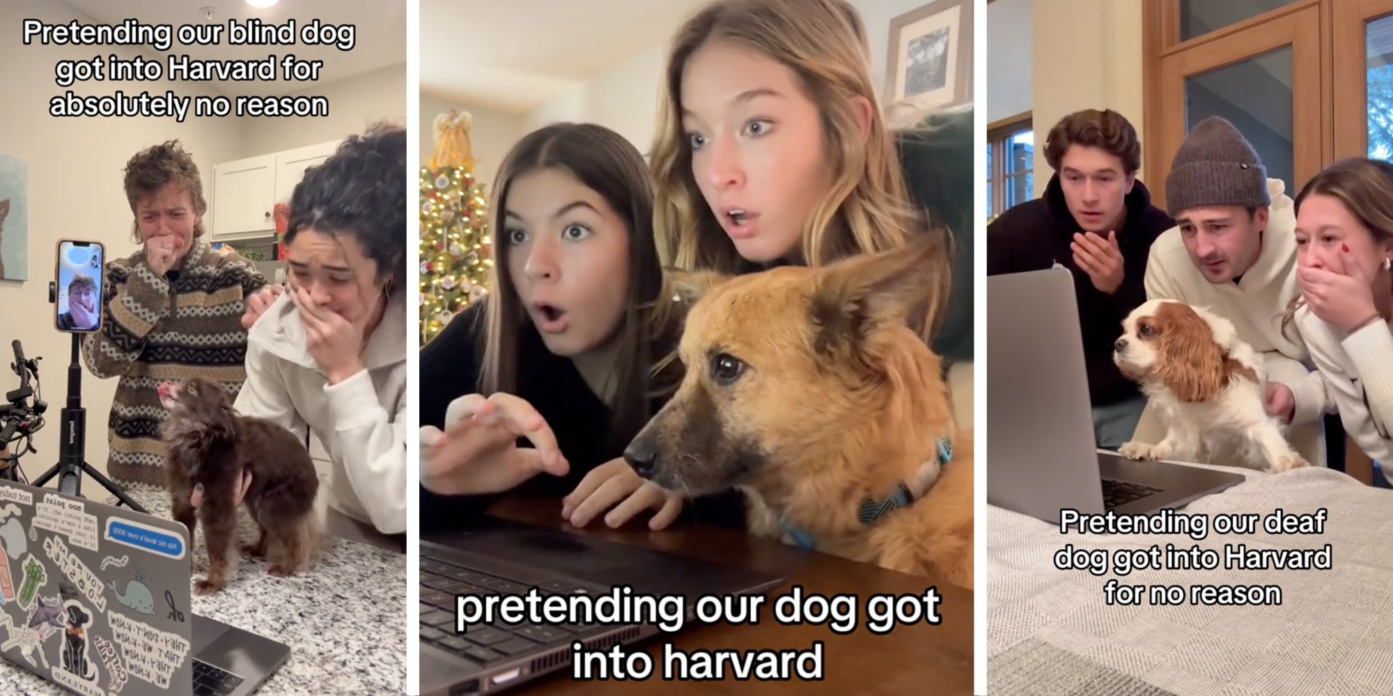 Three split of people with their dogs at computers