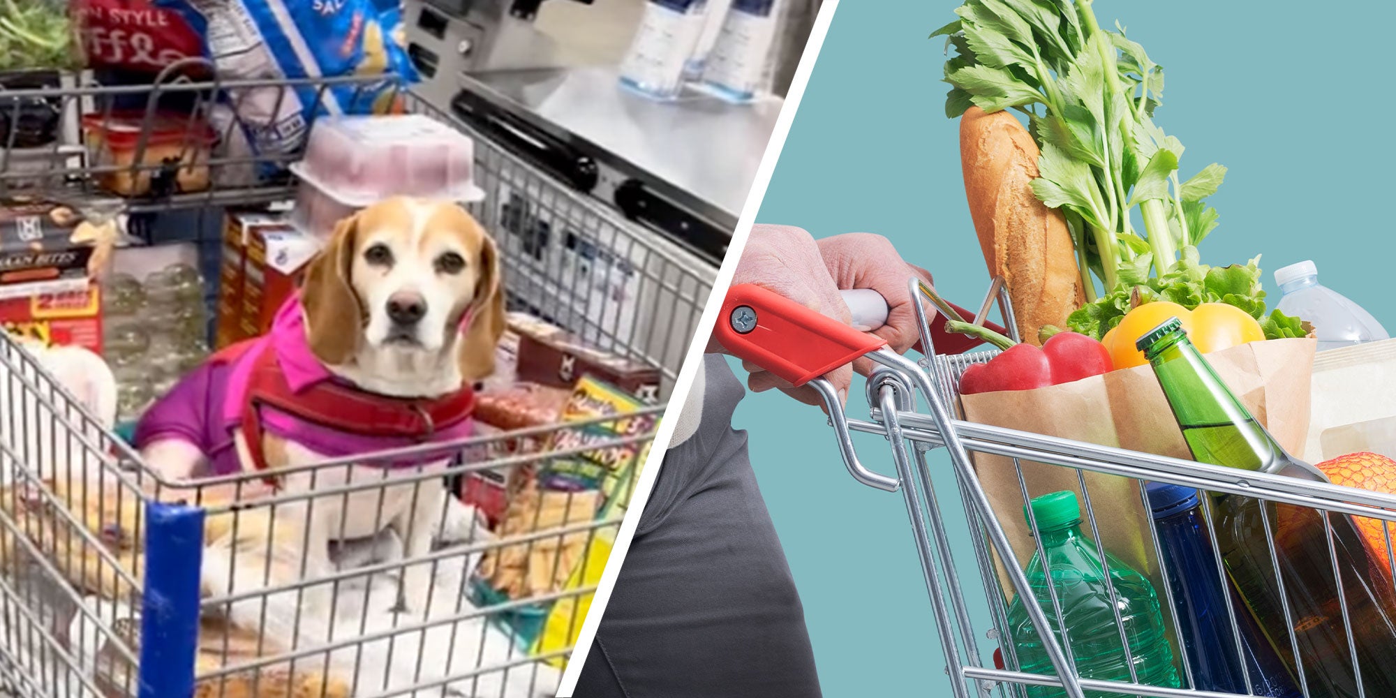 two panel design with a dog in a grocery cart looking concerned, next to image of a person pushing a grocery cart
