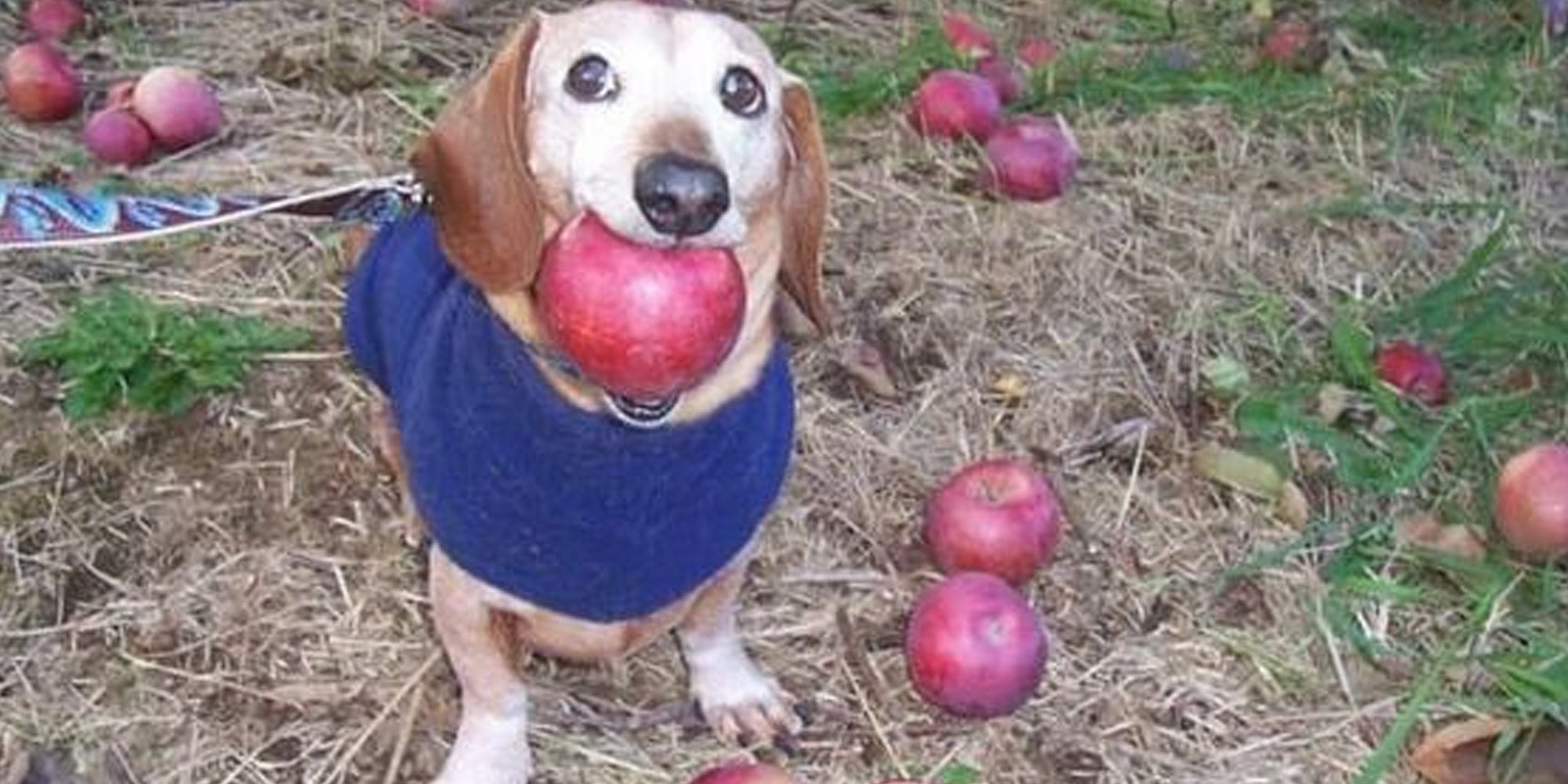 Dog with apple in its mouth