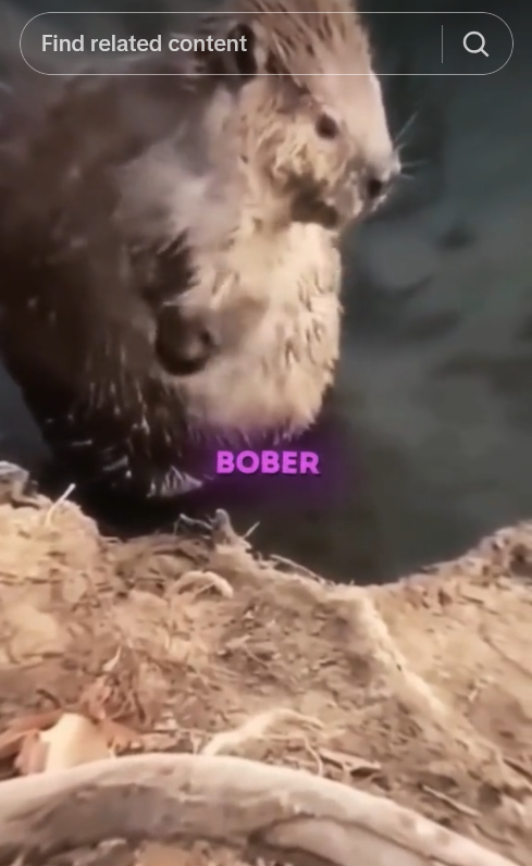 Bobr Kurwa meme video with a beaver standing on its hind legs.