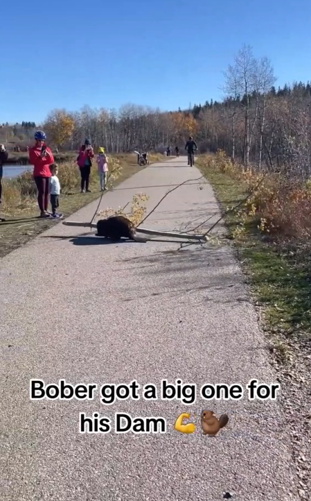 Video of a beaver dragging a branch across a path.