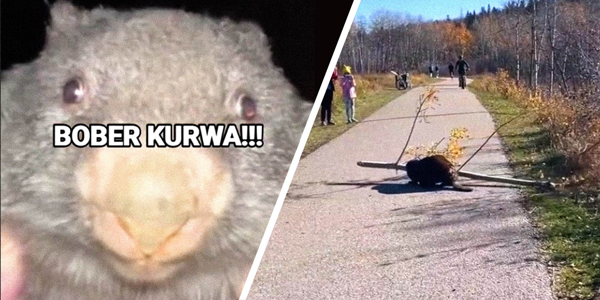 Explaining 'Bobr Kurwa' / 'Kurwa Bobr', The Polish Beaver Meme