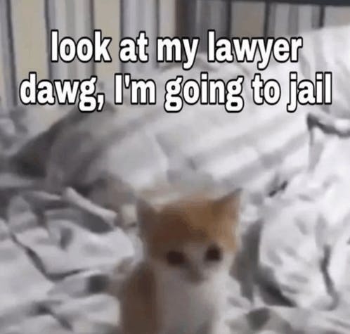 baby kitten look at my lawyer meme