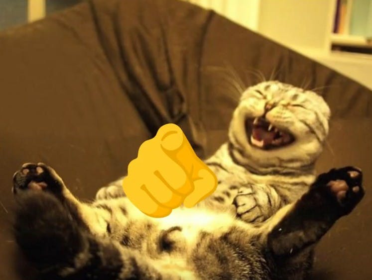 tabby cat pointing and laughing