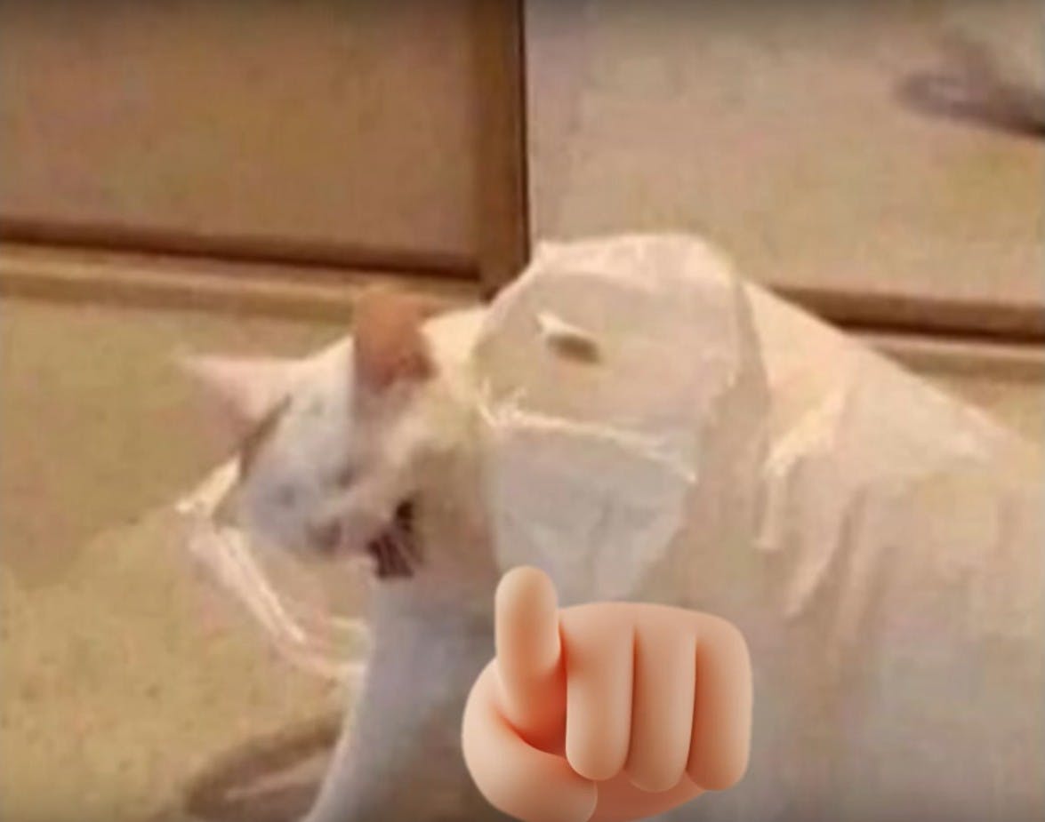 white cat doubled over pointing and laughing