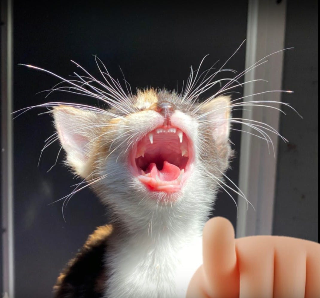 kitten pointing and laughing