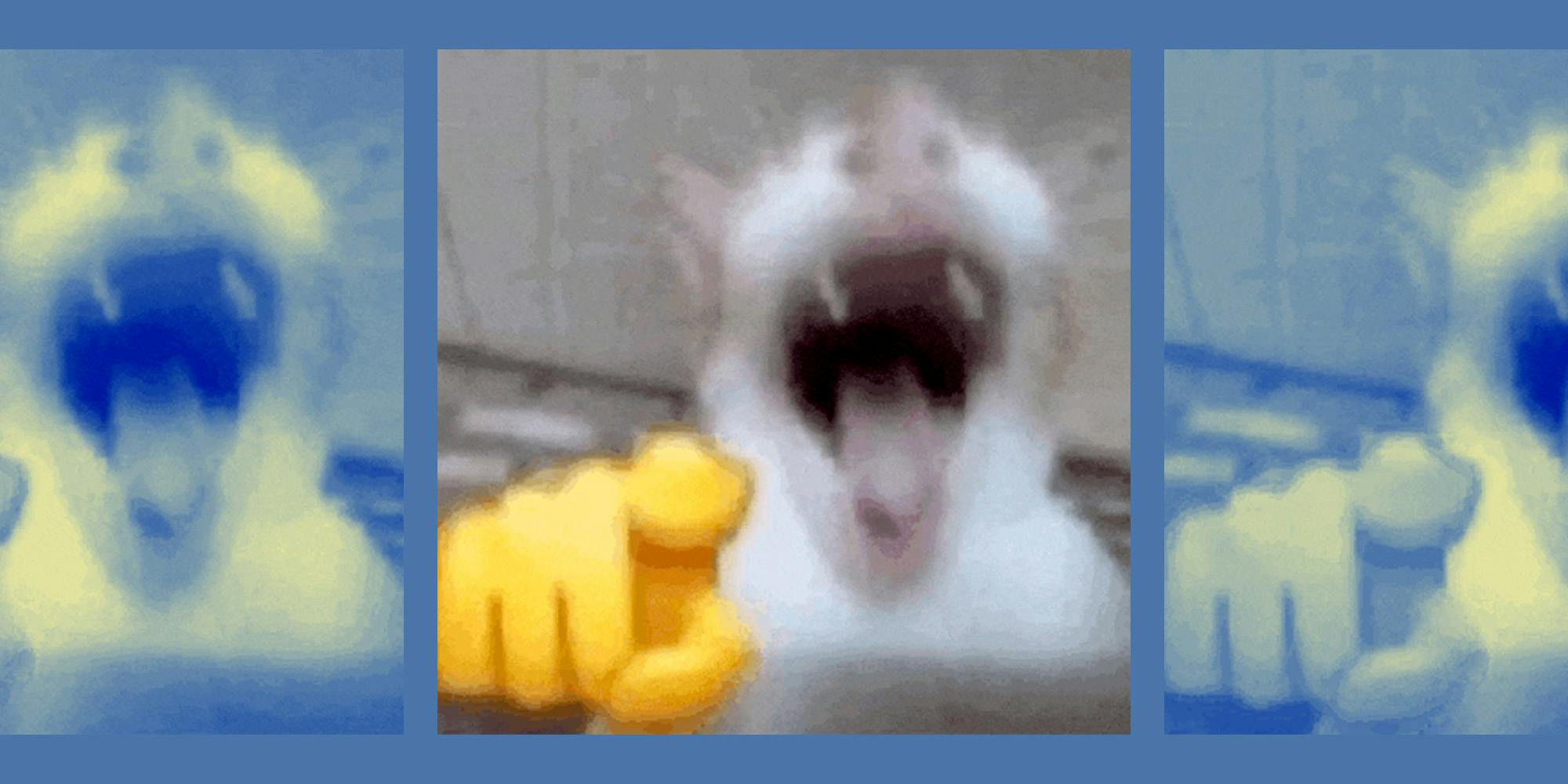 The Cat Laughing And Pointing Meme: A Perfect Reaction