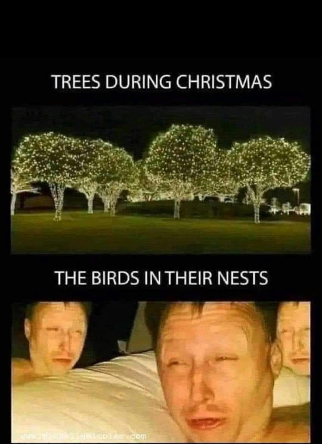 Christmas meme of trees during Christmas lit up with string lights and 'birds in their nests' of a man squinting into the light.