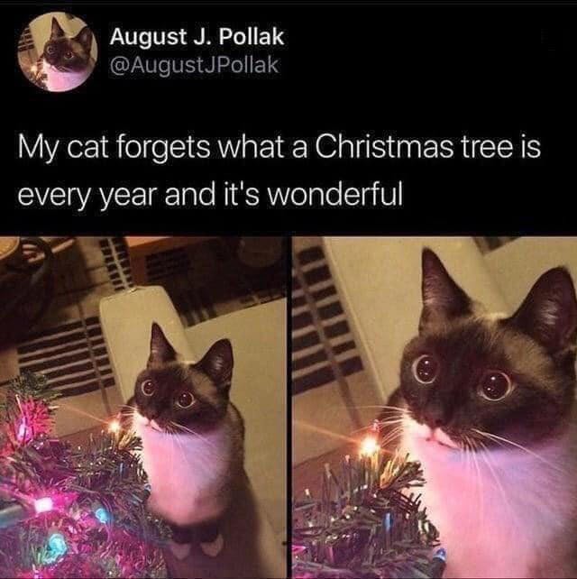 Christmas meme of a cat staring at a lit tree.