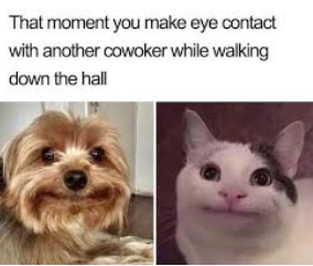 Introvert meme that says, 'That moment you make eye contact with another coworker while walking down the hall.' with a dog and a cat making faces at each other.