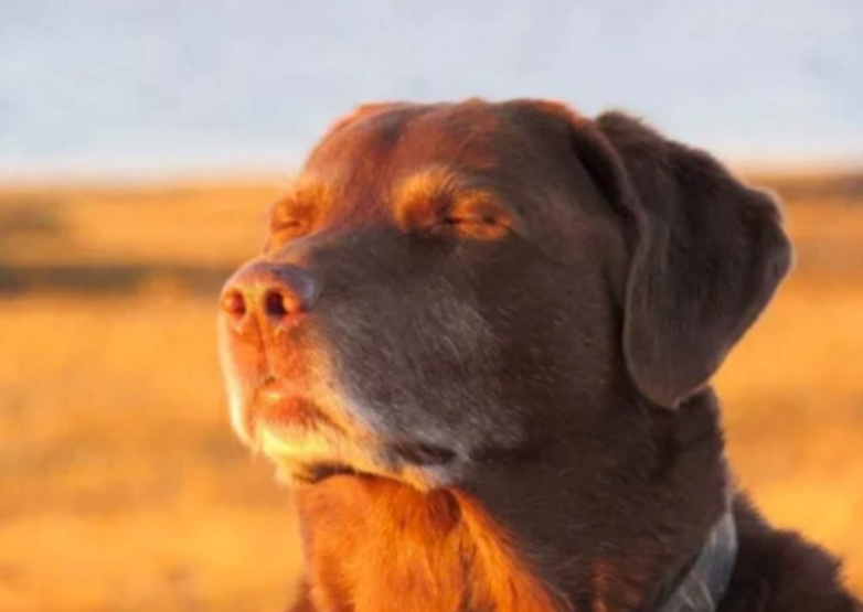 Dog closing eyes meme image of an elderly labrador facing the setting sun, his eyes closed peacefully.