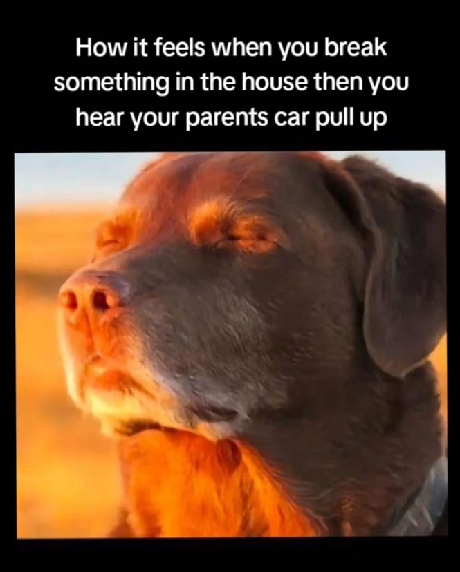 Dog closing eyes meme, text reads, 'How it feels when you break something in the house then you hear your parents car pull up.'