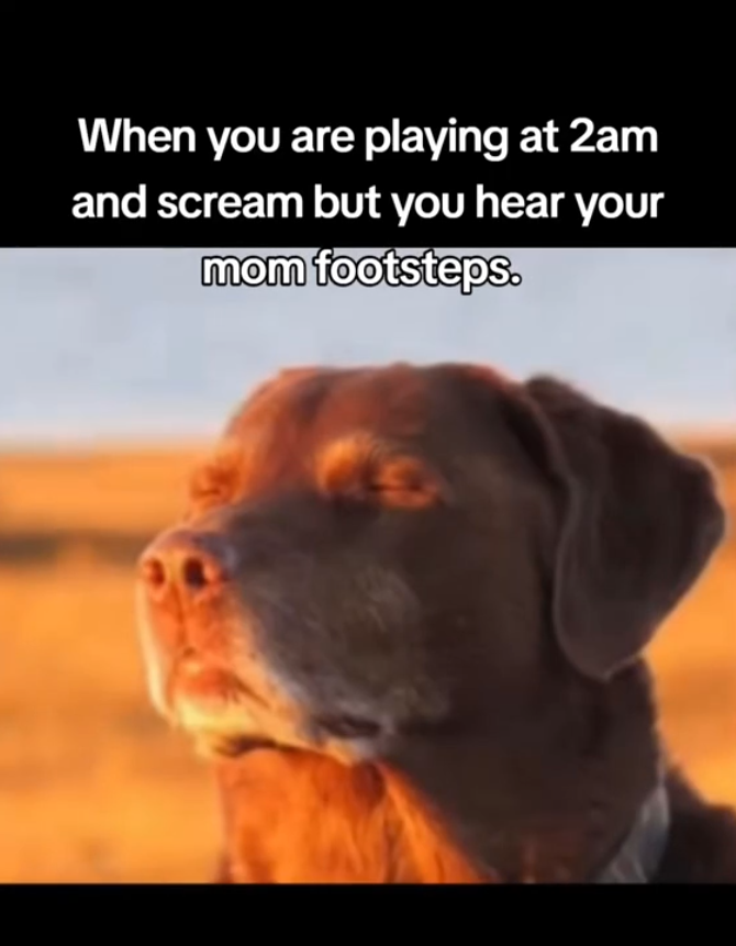 Dog closing eyes meme, text reads, 'When you are playing at 2am and scream but you hear your mom footsteps.'