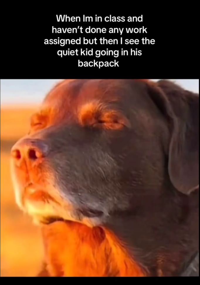 Dog closing eyes meme, text reads, 'When Im in class and haven't done any work assigned but then I see the quiet kid going in his backpack.'