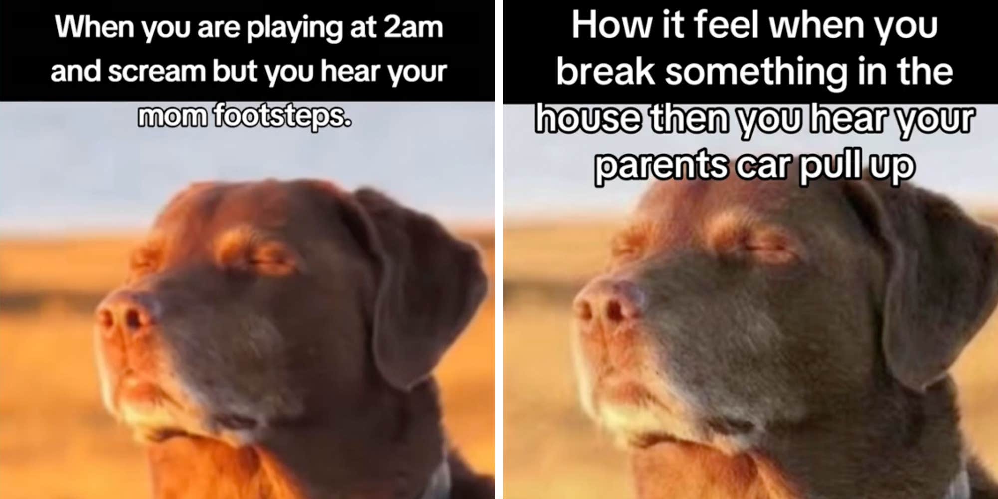 The Cooked Dog Closing His Eyes Halfway meme, explained(01)