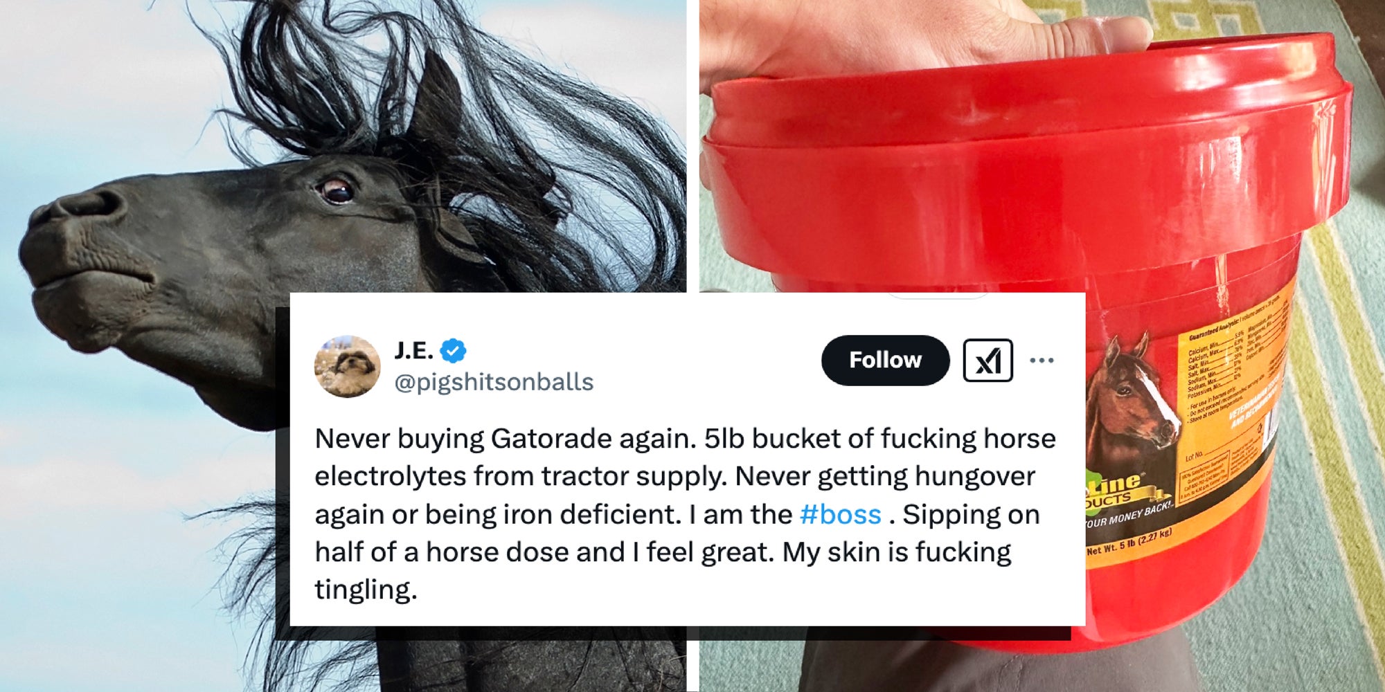 2 panel image: Horse on one side and a bucket of horse electrolytes on the other.