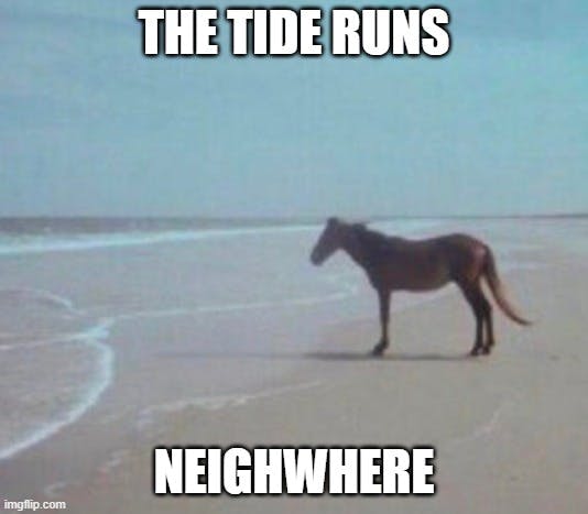 the tide runs neighwhere man beach horse meme