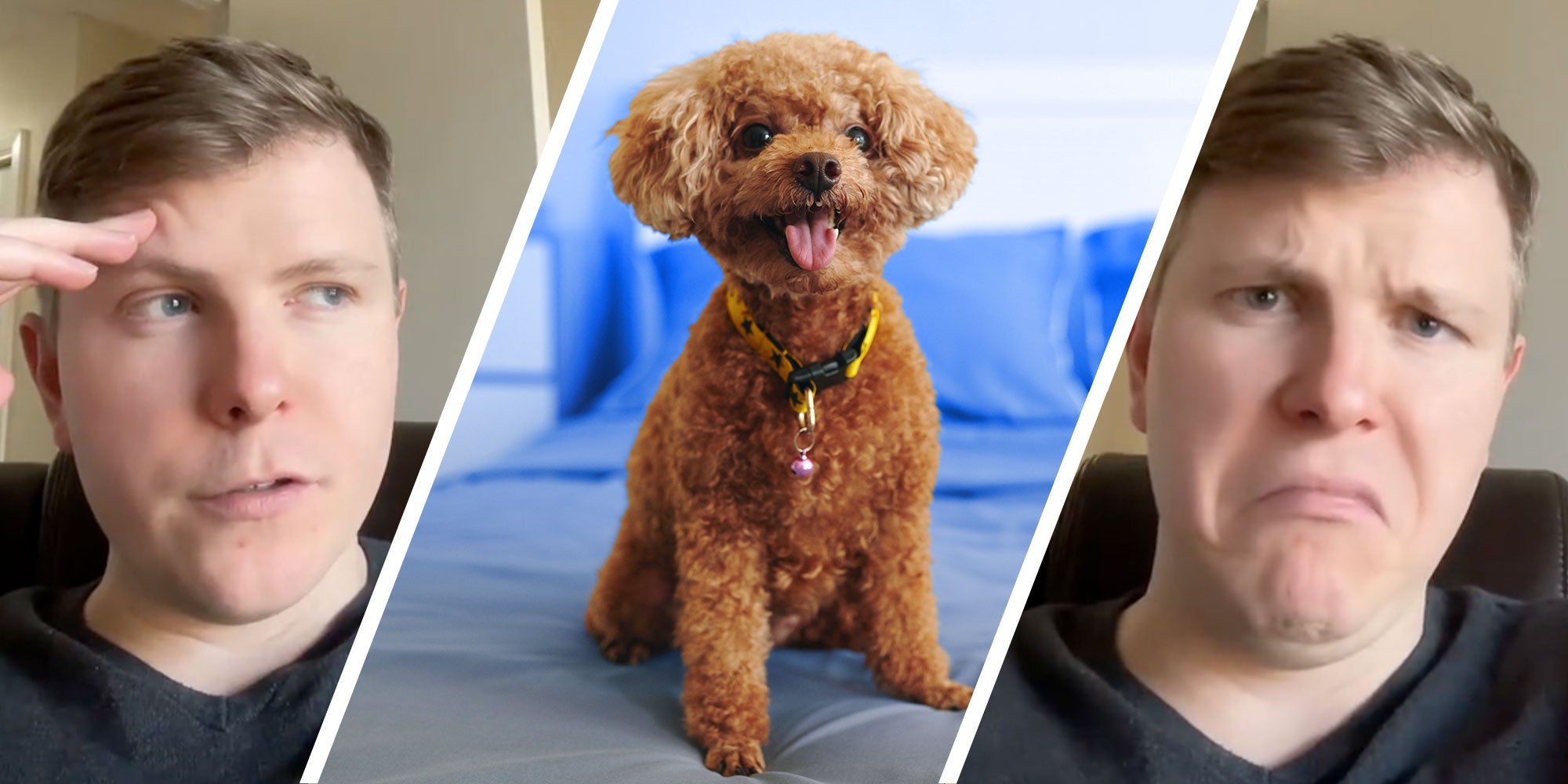 A photo of a small brown dog on a bed in between two screenshots of Tiktok user @thekylebell.