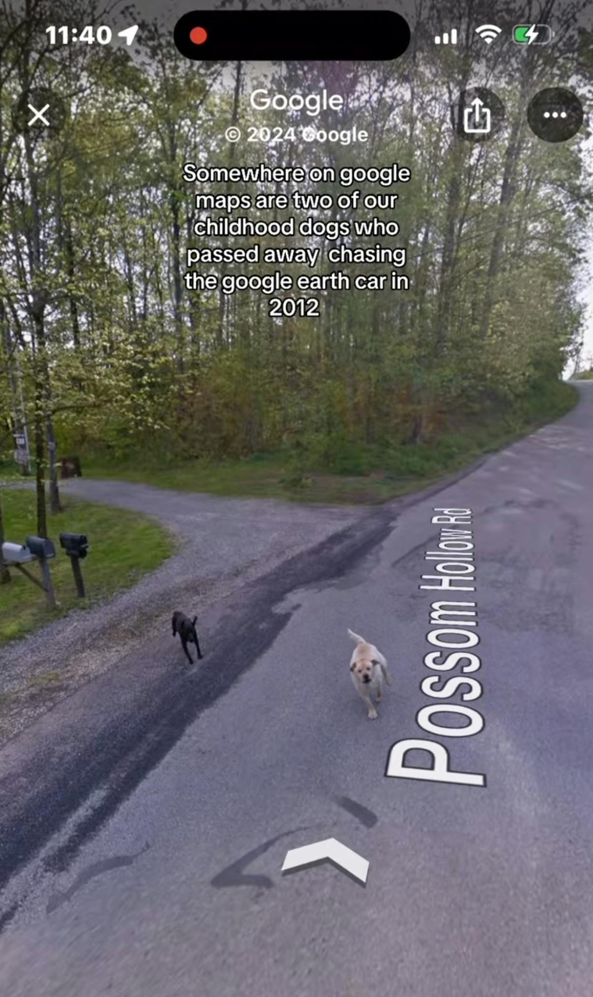 Somewhere on Google trend screenshot of two dogs chasing after the Google street-view car. Text overlay reads, 'Somewhere on Google maps are two of our childhood dogs who passed away, chasing the google earth car in 2012.'