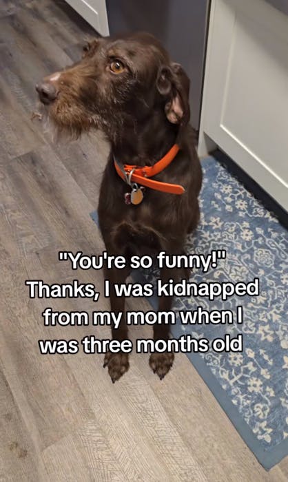 You're so funny meme trend with a photo of a cute dog, text overlay reads, ''You're so funny!' Thanks, I was kidnapped from my mom when I was three months old.'