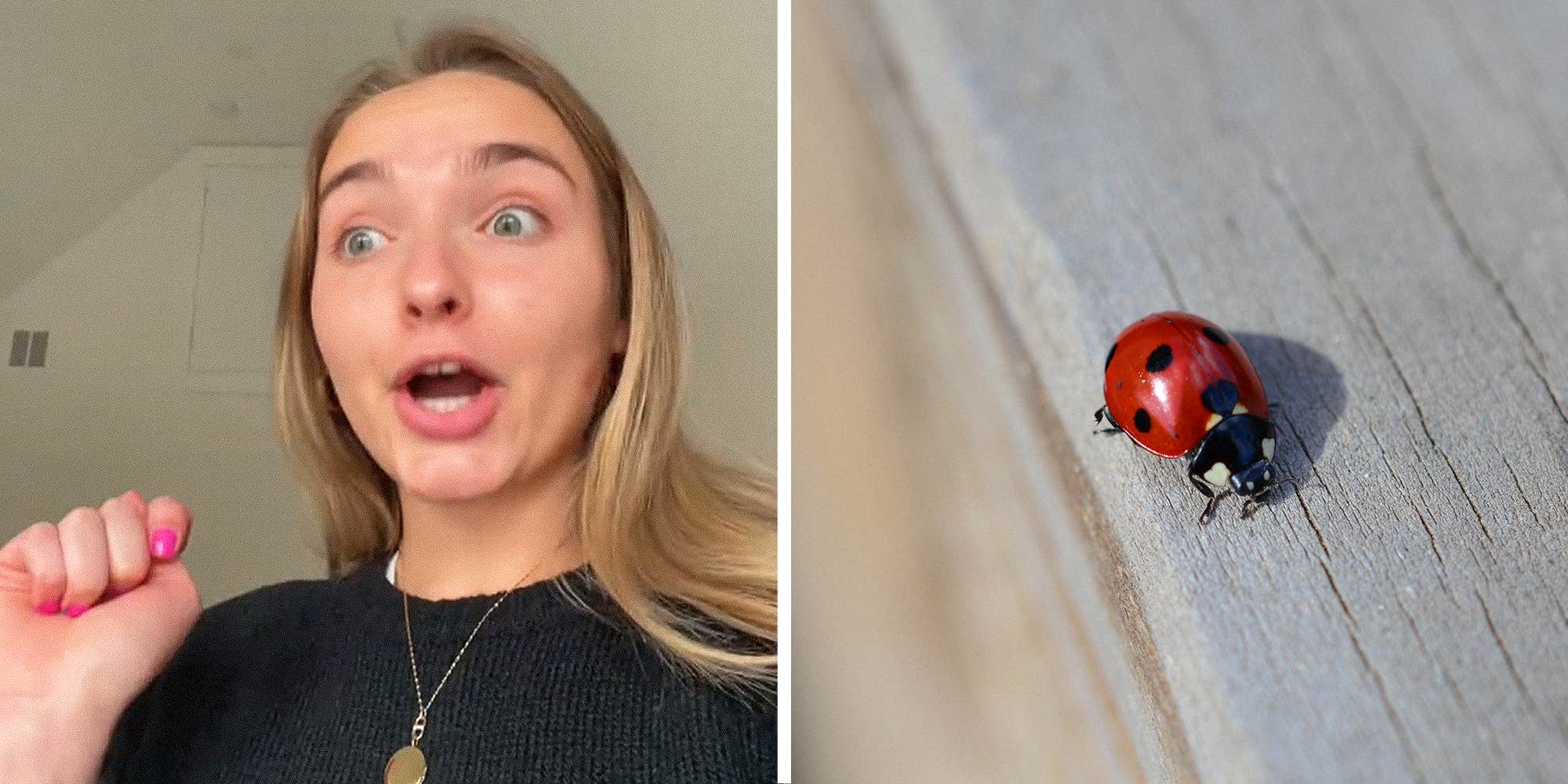 Can Ladybugs Damage Your Home?