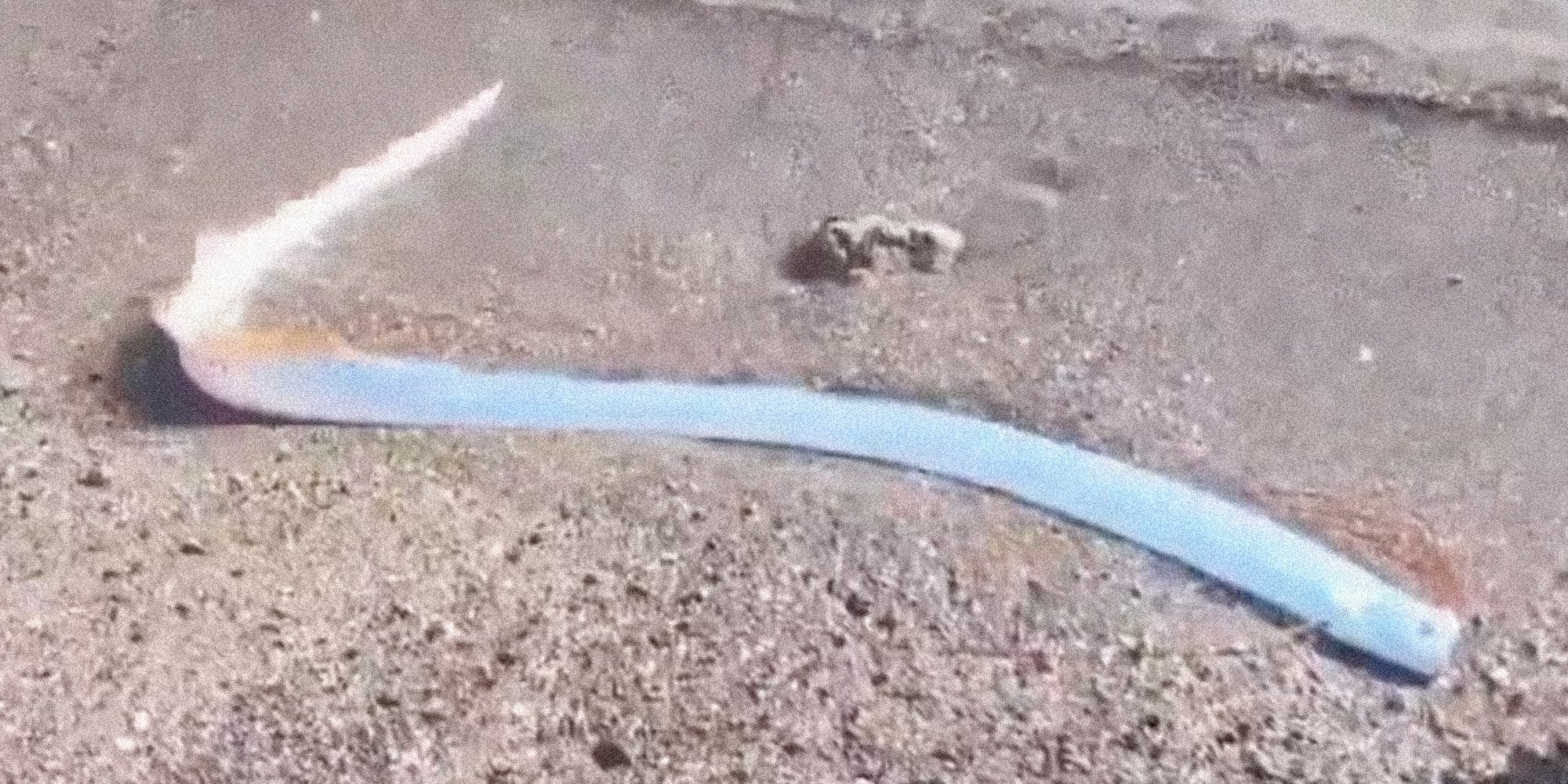 A deep-sea creature rarely seen by humans called the oarfish has washed ashore in Mexico