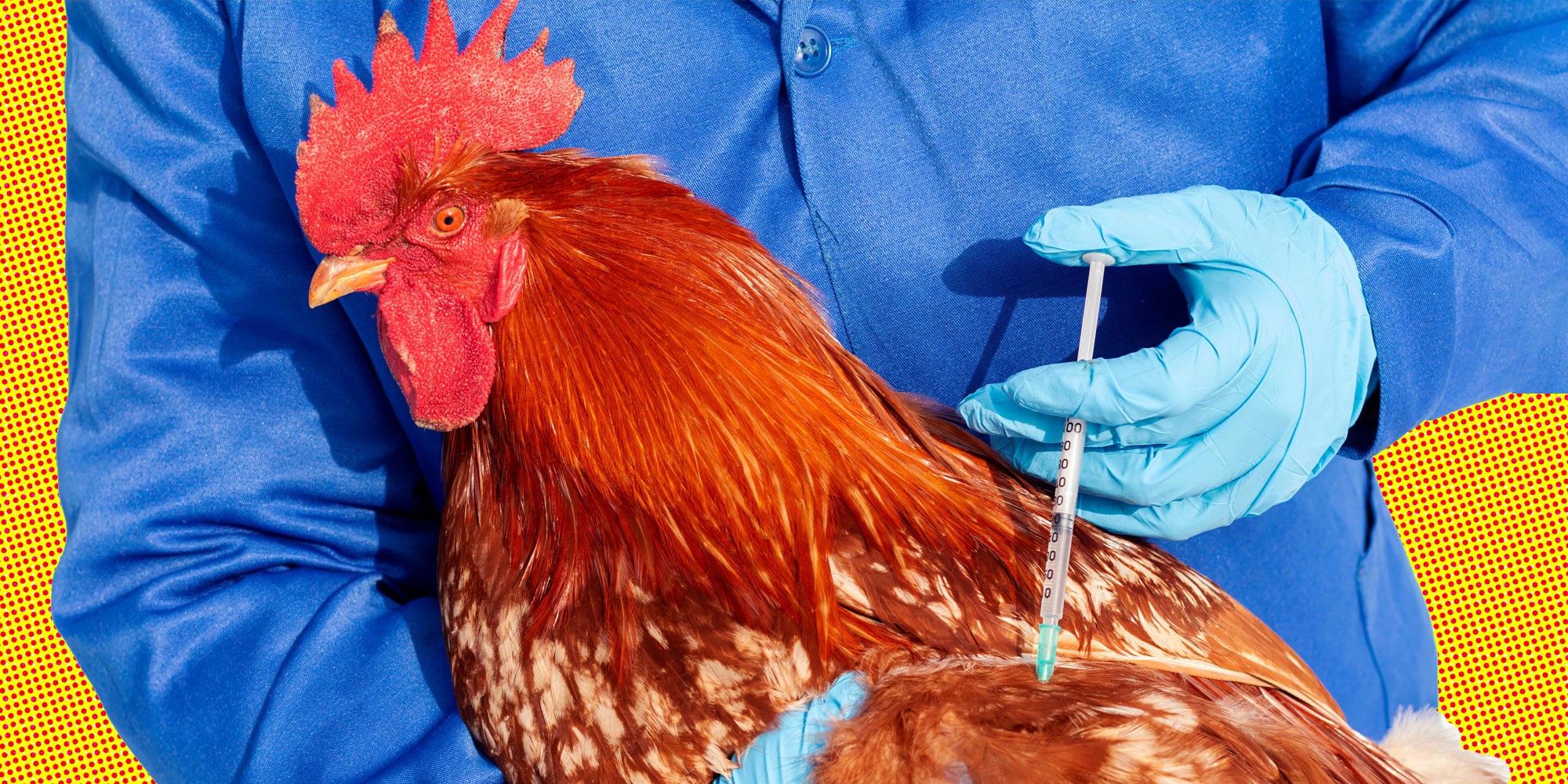 Chicken receiving vaccine