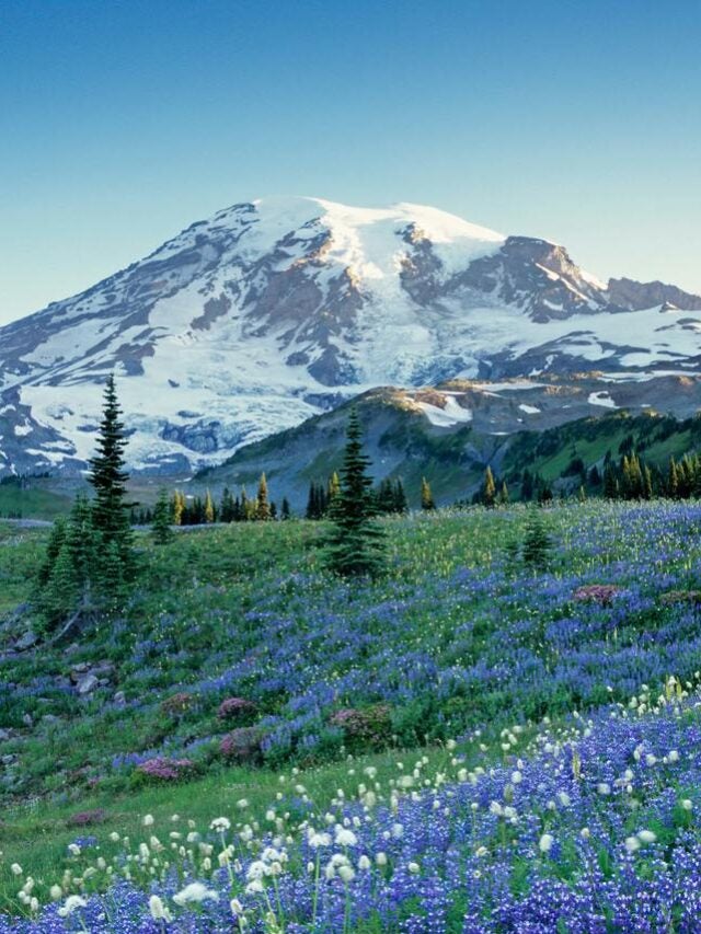 2 panel image: the sides show scenes from 2 of America's National Parks.