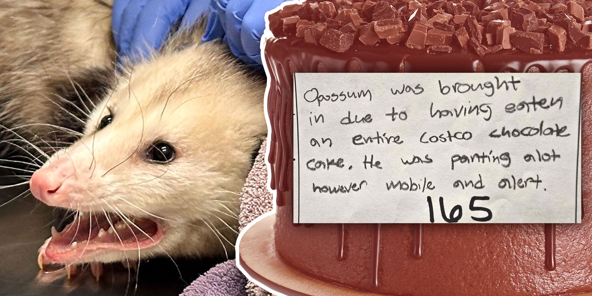 Photo of an opossum from Nebraska Wildlife Rehab, Inc; Photo of a chocolate cake with a handwritten note on top that reads 'Opossum was brought in due to having eaten an entire costco chocolate cake. He was panting a lot however mobile and alert. 165'