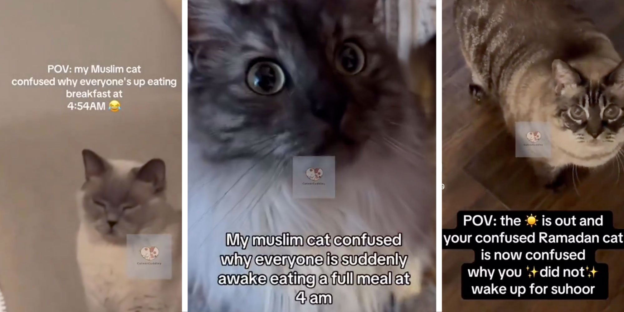 Left: Screenshot of a cat with the caption 'POV: my Muslim cat confused why everyone's up eatting breakfast at 4:54AM [laughing crying face emoji]'; Center: Screenshot of a cat with the caption 'My muslim cat confused why everyone is suddenly awake eating a full meal at 4am'; Right: Screenshot of a cat with the caption 'POV: the [sun emoji] is out and your confused Ramadan cat is now confused why you [sparkle emoji] did not [sparkle emoji] wake up for suhoor.