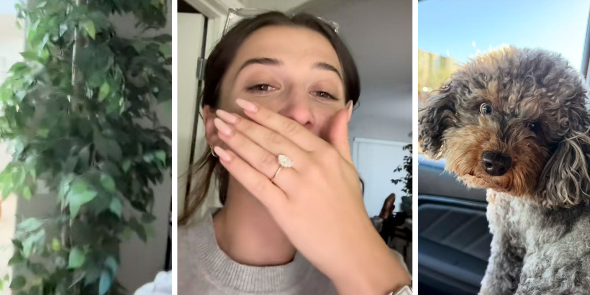 Left: Screenshot of Tiktok user @nicgolfs_'s plant; Center: Screenshot of Tiktok user @nicgolfs_ with her hand covering her mouth; Right: Screenshot of Tiktok user @nicgolfs_'s dog.