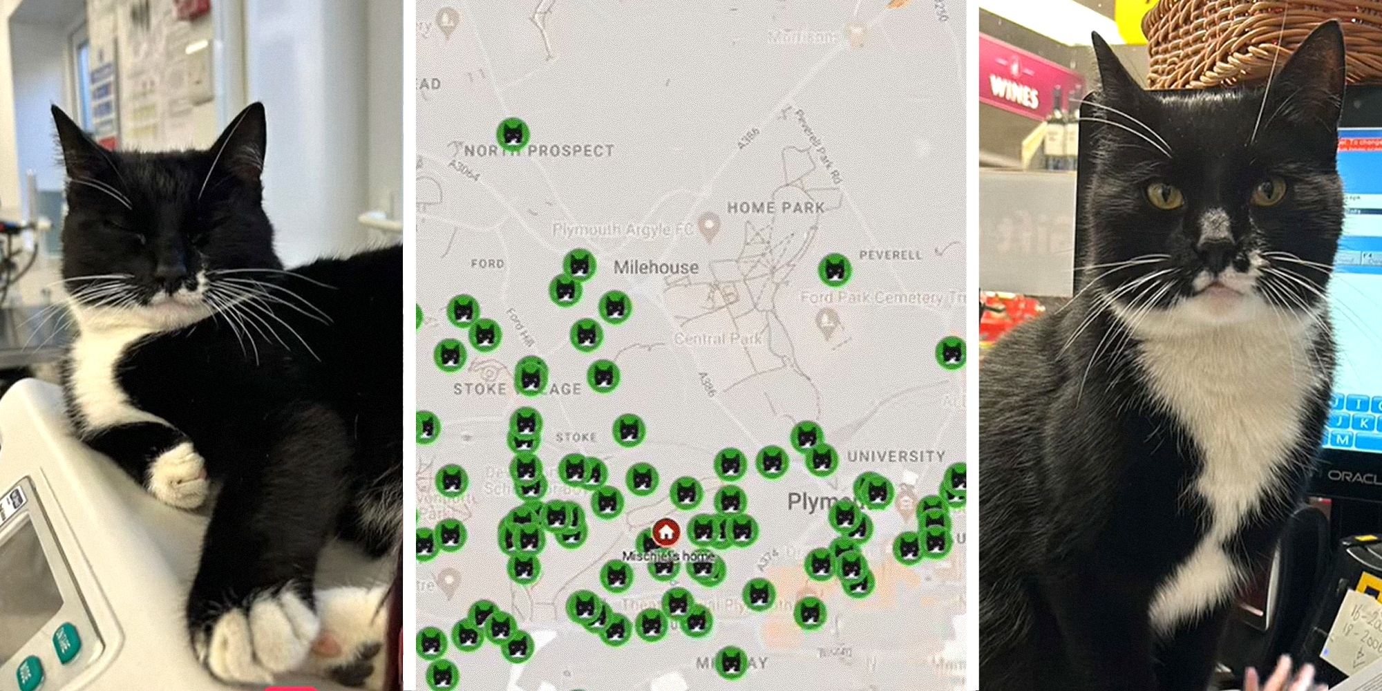 Three images: Mischief sleeping on pet scale (left), map showing all of Mischief's locations (center), Mischief sitting on grocery cash register (right)