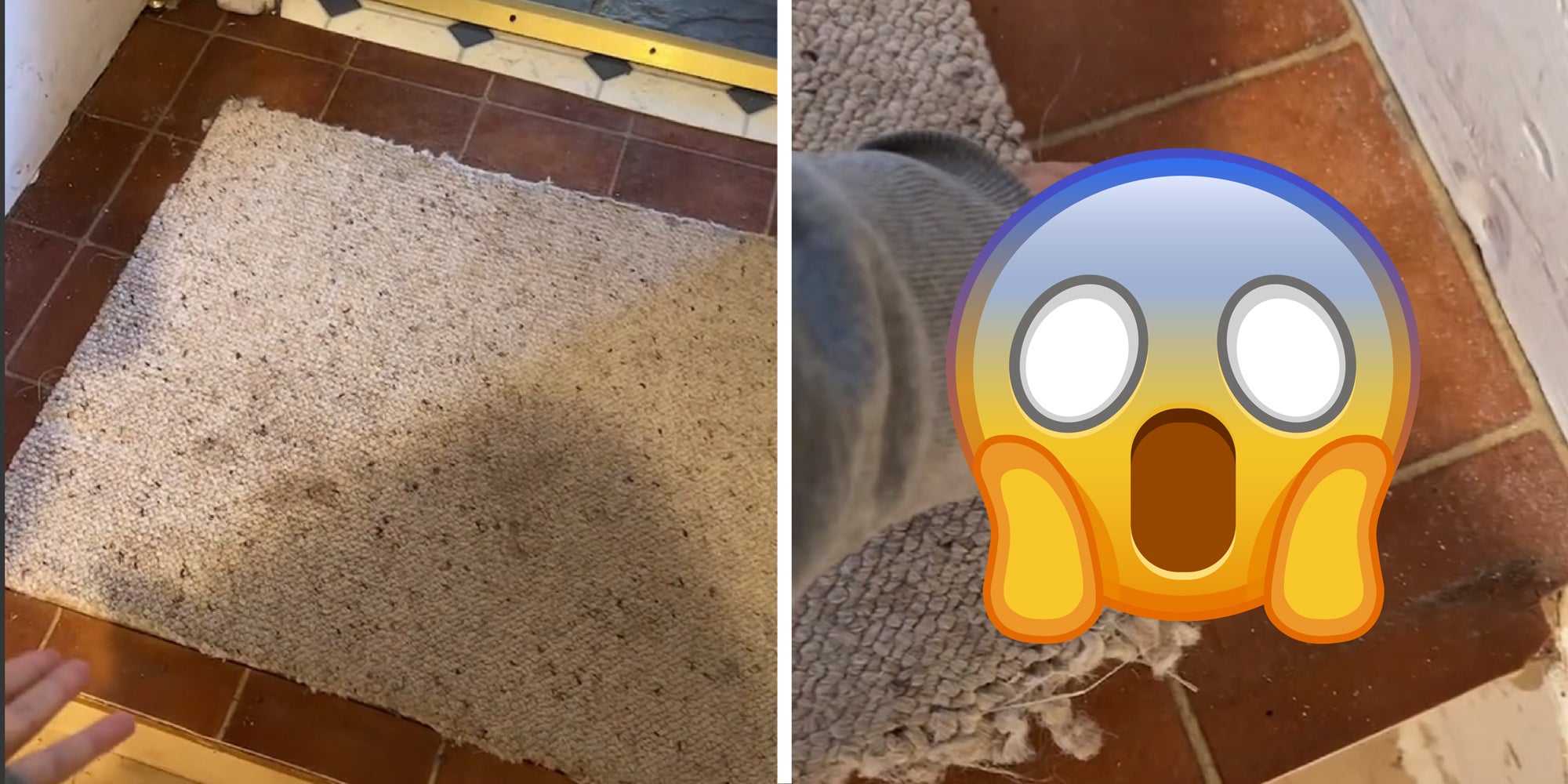 2 panel image: left side shows a carpet on a tiled floor. Right side shows scream emoji.